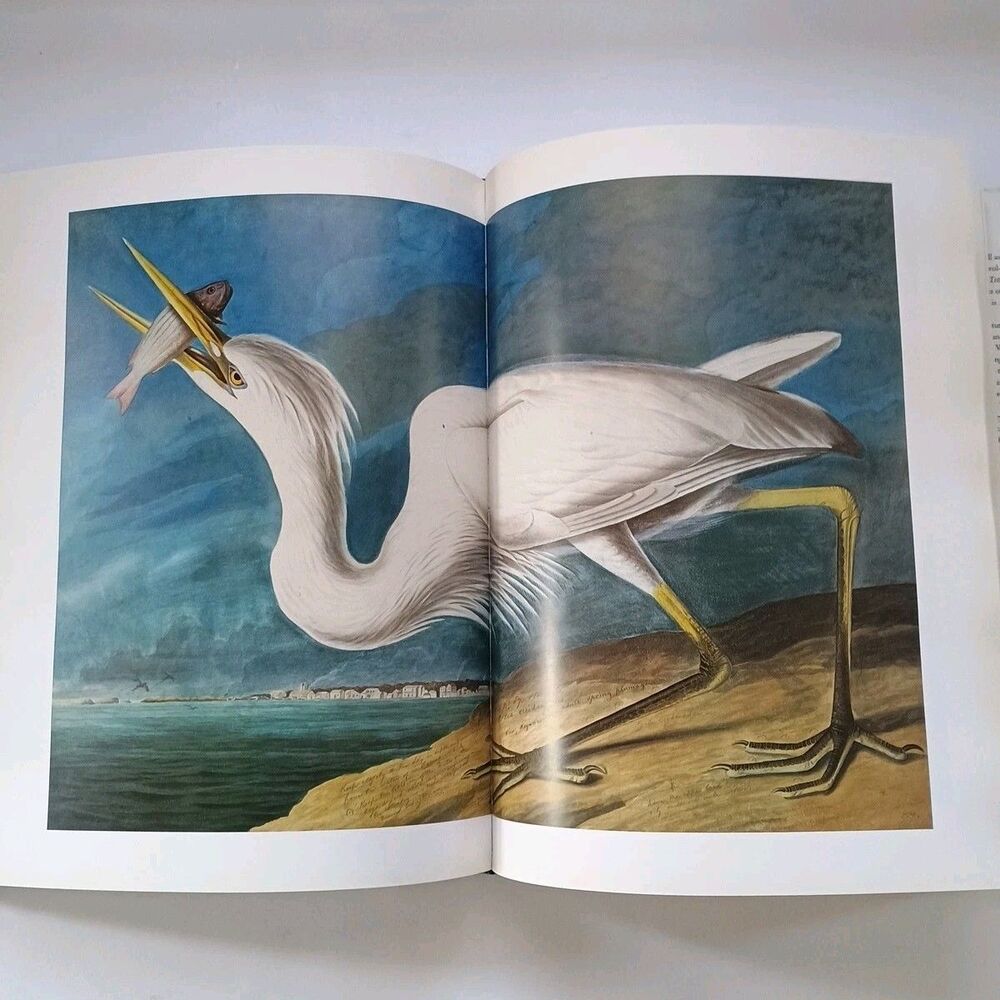 The Watercolors for the Birds of America- Audubon HC/DJ 1993 1 st Ed/2nd prtg - Picture 11 of 16